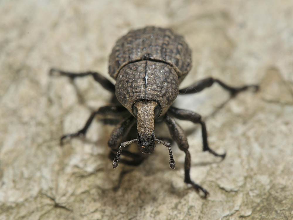 Curculionide da identificare - Minyops cf. variolosus